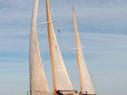DAUPHIN VERT