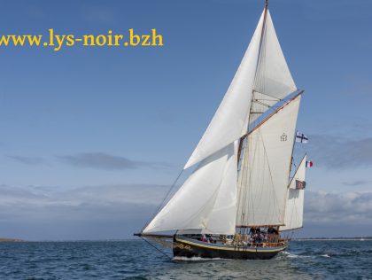 lys noir 