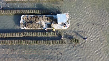 La conchyliculture, engagée pour l’environnement