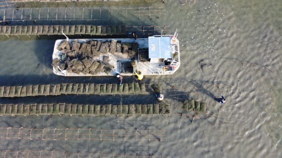 La conchyliculture, engagée pour l’environnement