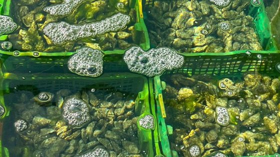 A Dedicated Advocate: “Because the oyster deserves it” A Dedicated Advocate: “Because the oyster deserves it”